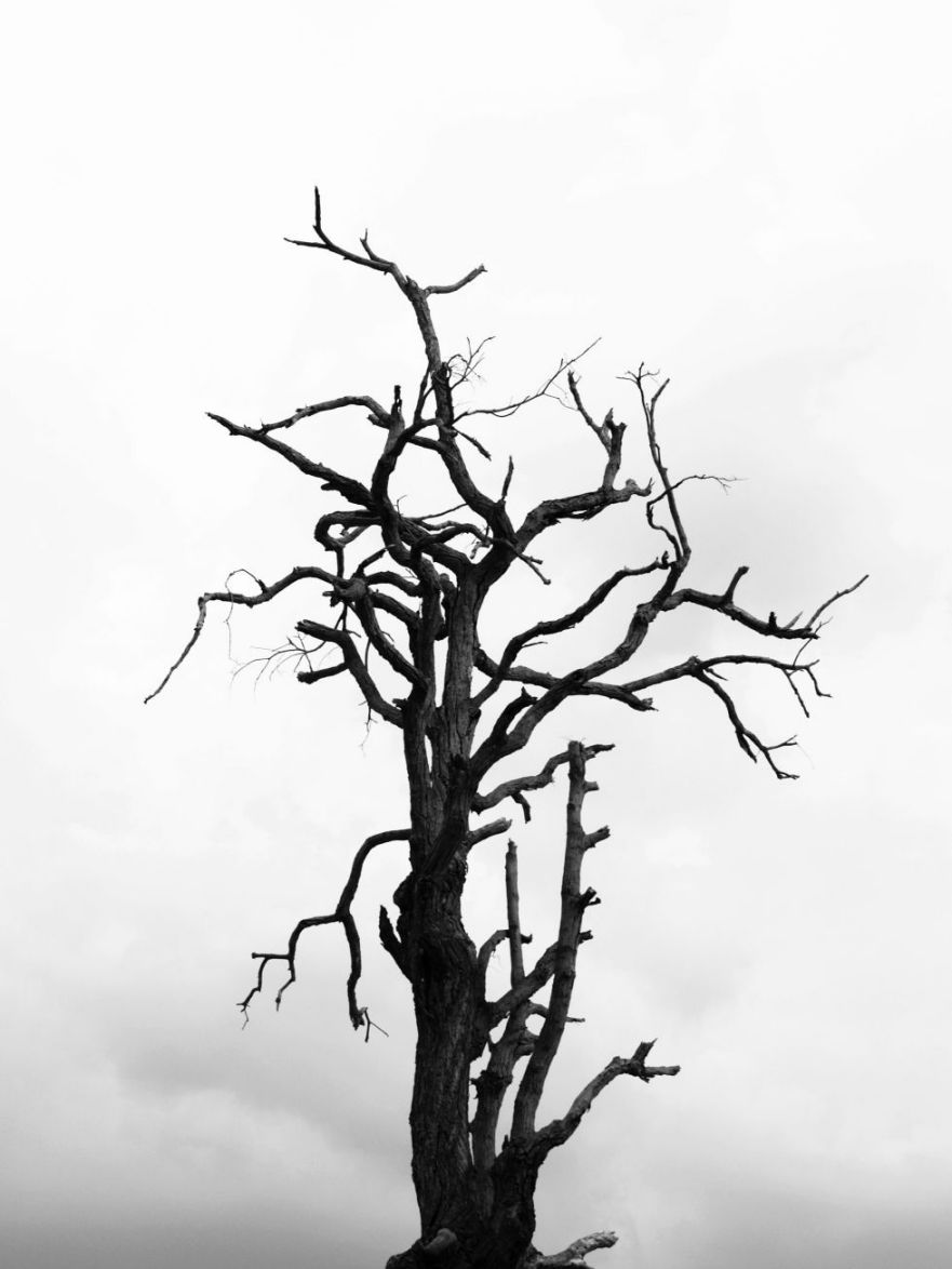 Mi arbol - poema - poesia